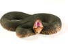 water-moccasin-photograph