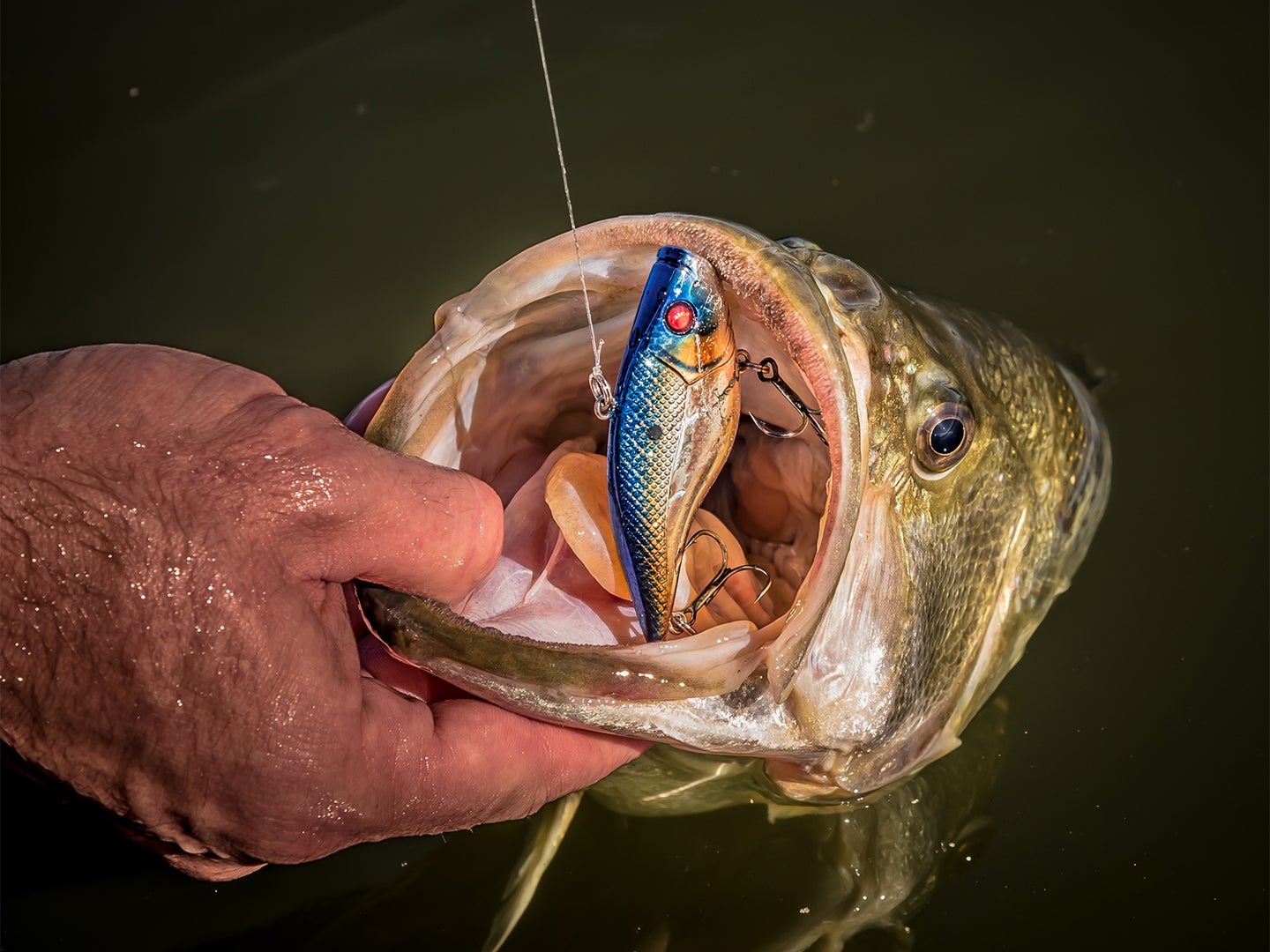 A hand holding up a largemouth bass with a fishing lure in its mouth.