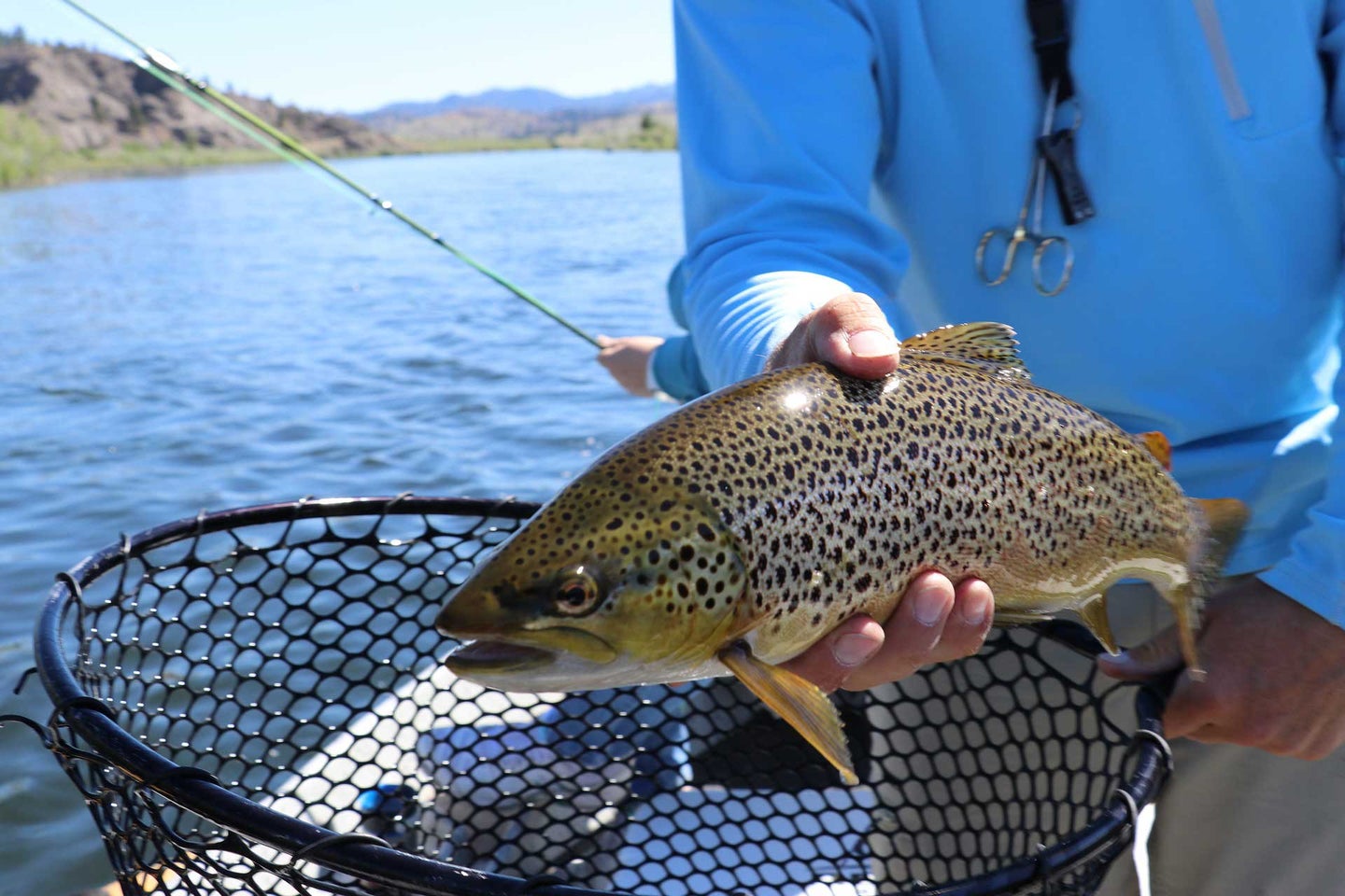 A brown trout being pulled out of a fishing net.