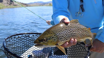 How to Fish for Trout During the Summer Trico Hatch