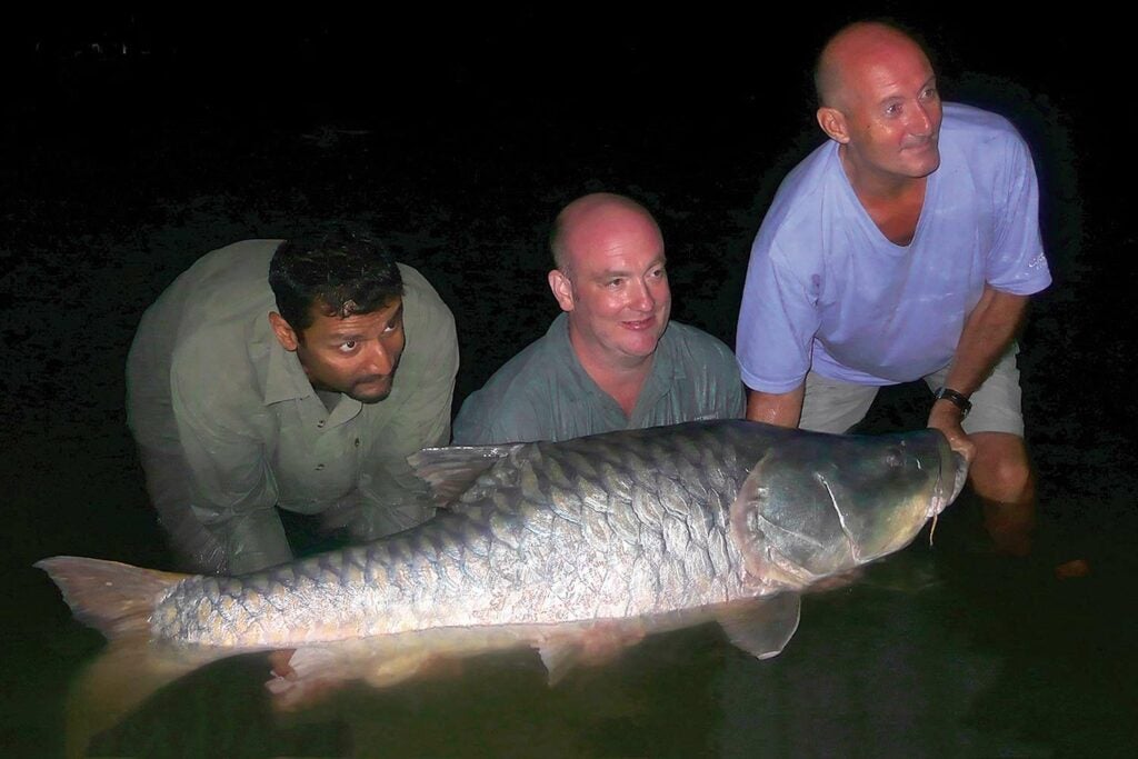Three anglers in the water holding up a large 130 pound Mussullah Mahseer fish.