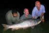 Three anglers in the water holding up a large 130 pound Mussullah Mahseer fish.