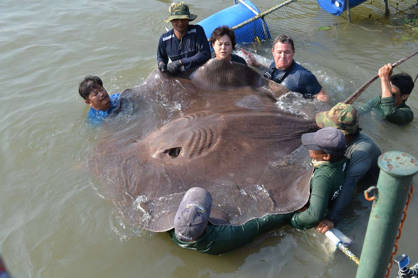A group of anglers holding up a large 661 pound freshwater stingray.