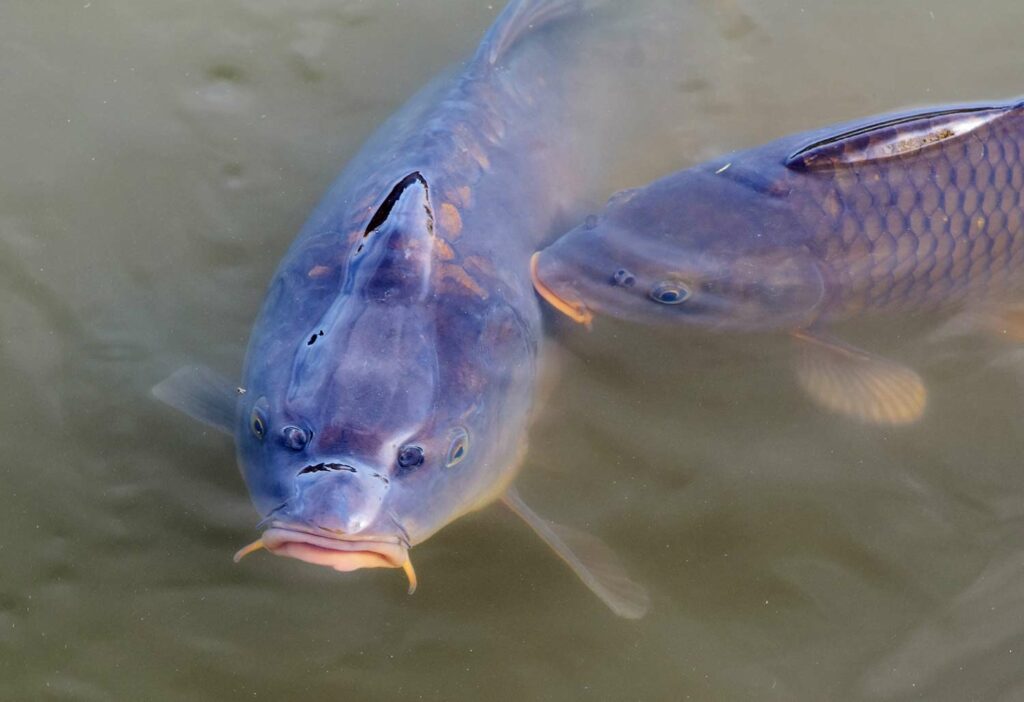Two carp on the surface on the water.