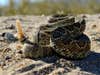 A Mojave Rattlesnake coiled up and prepared for a strike.