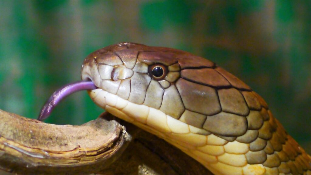 A king cobra snake.
