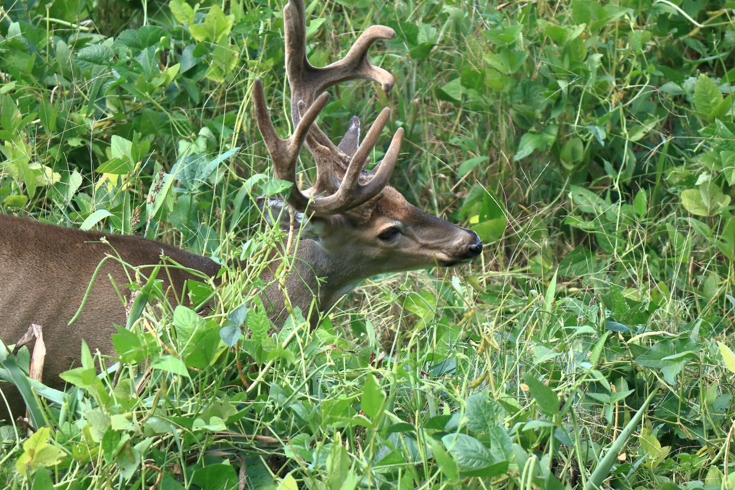 A velvet buck wades through a late-summer field of forage beans.