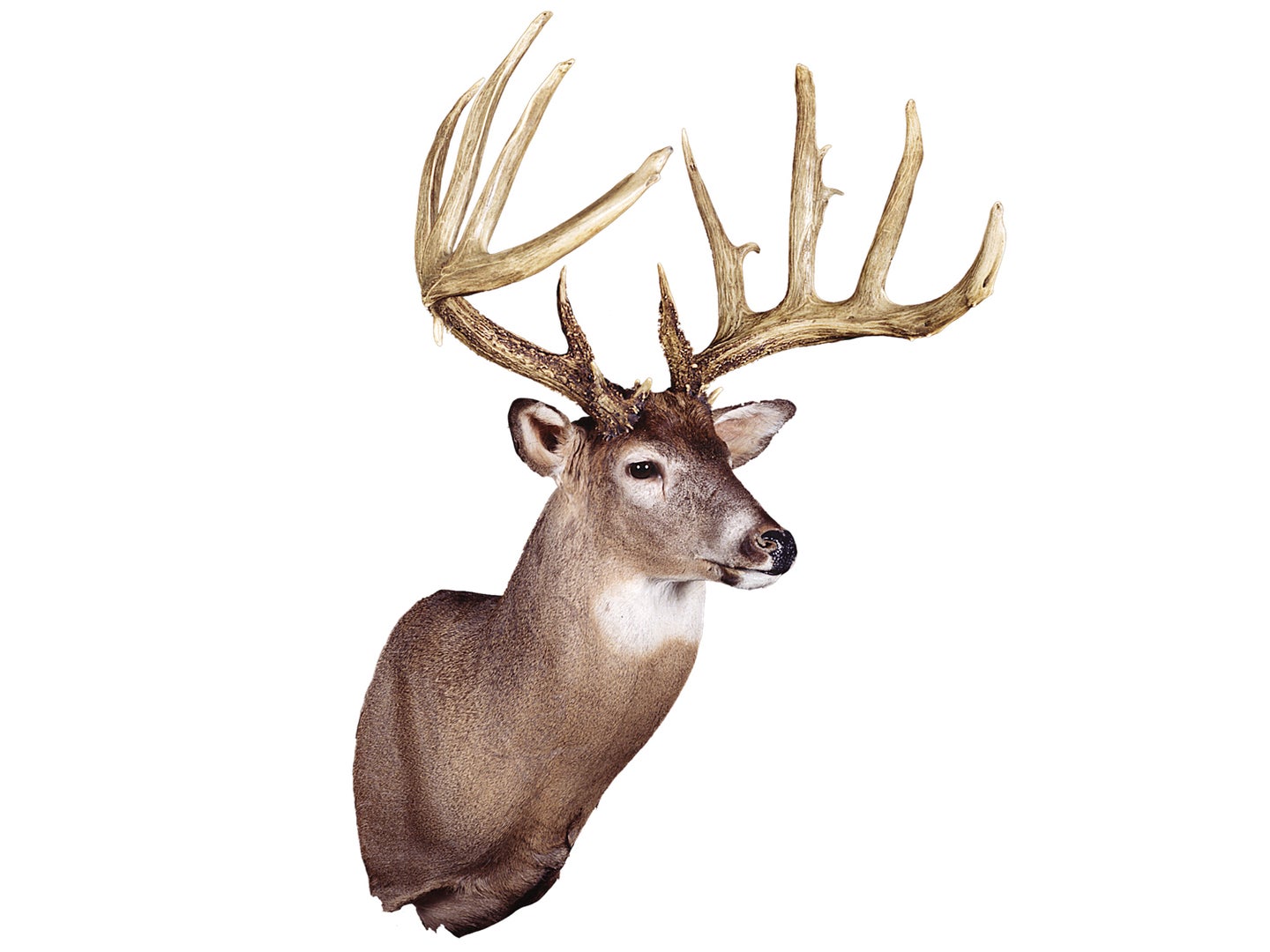 A trophy whitetail deer wall mount on a white background.
