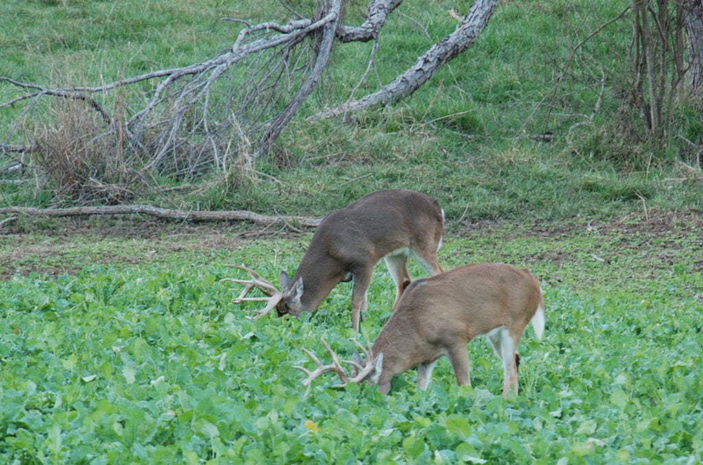A pair of good bucks chow down, with heads buried in a brassica plot.