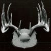 A black and white image of a trophy whitetail deer antler mount.