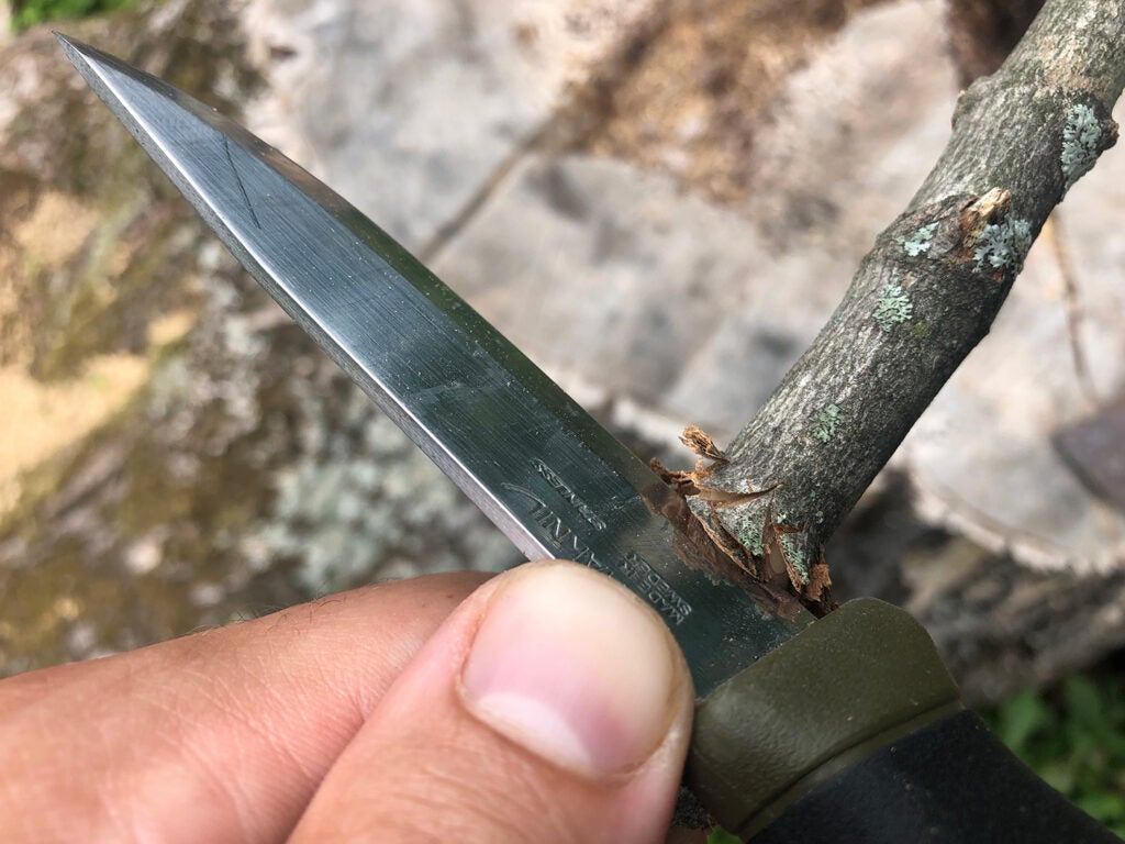 A knife carving a branch with a beaver chew.