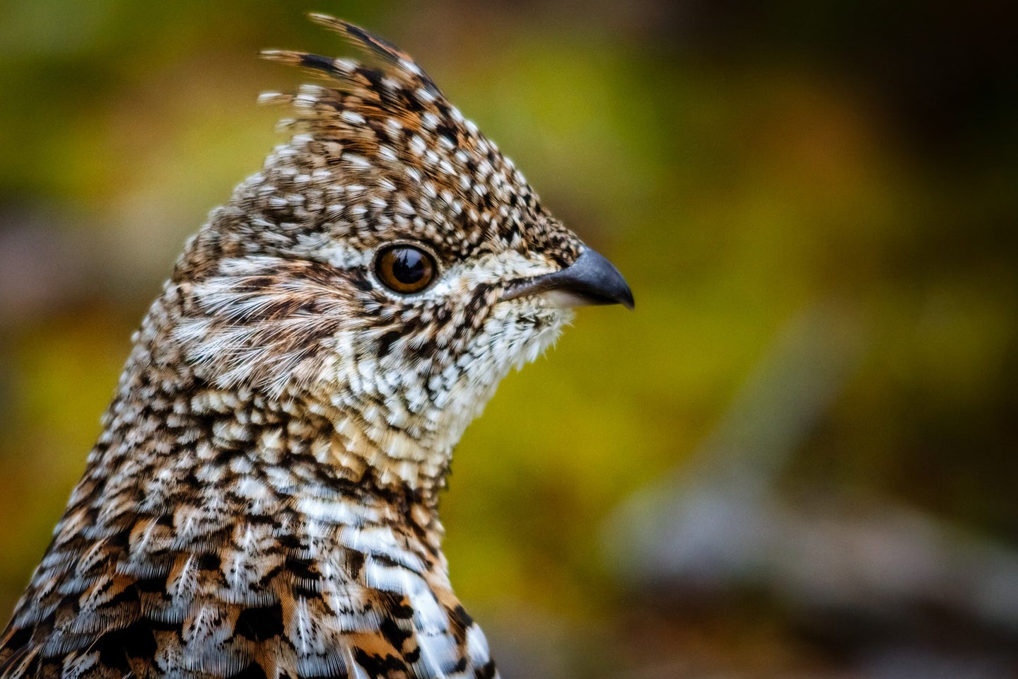 A ruffed grouse in the woods.