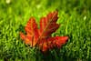 A red maple leaf on cut grass.