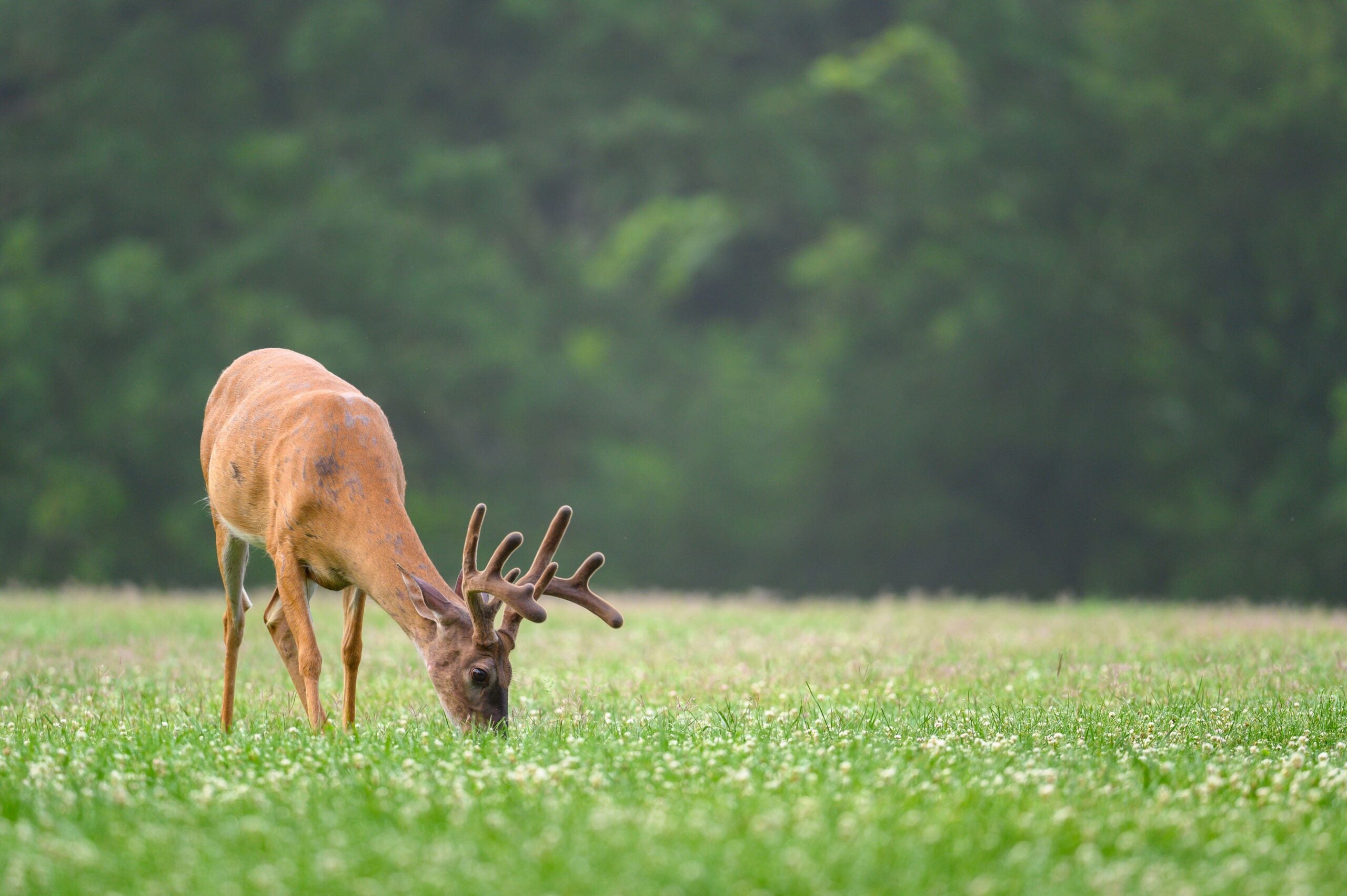 Topic: Do Whitetail Deer Prefer Corn Or Soybeans?