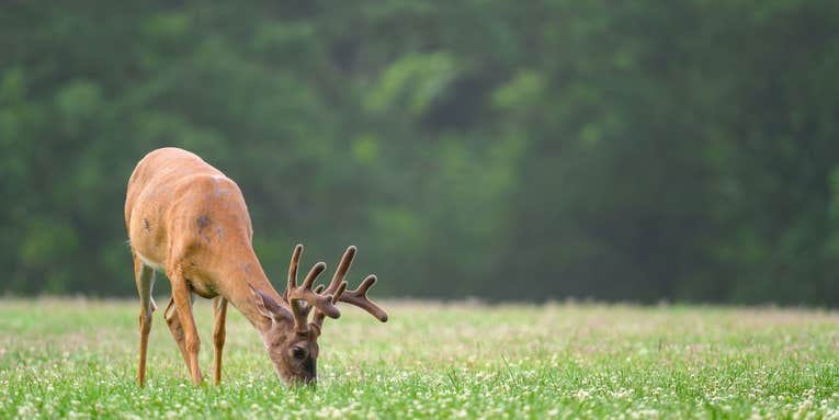 36 Deer Foods Every Hunter Should Know