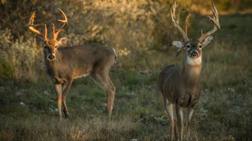 10 Steps to Creating Your Own Deer Hunting Paradise