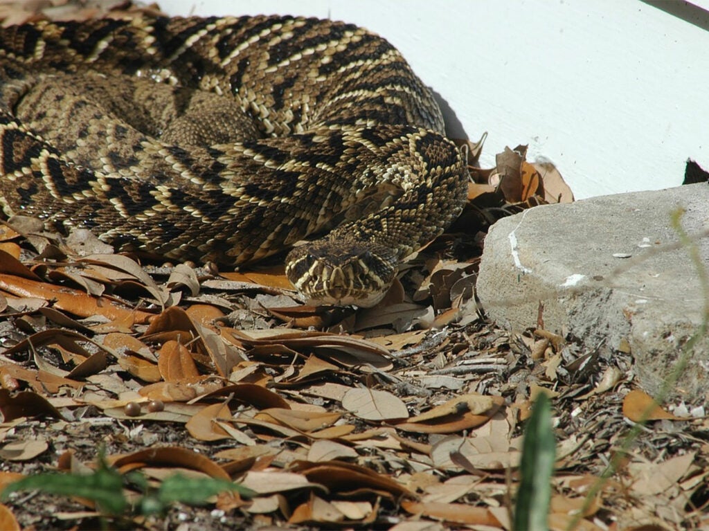 A coiled up eastern diamondback rattlesnake in the leaves.