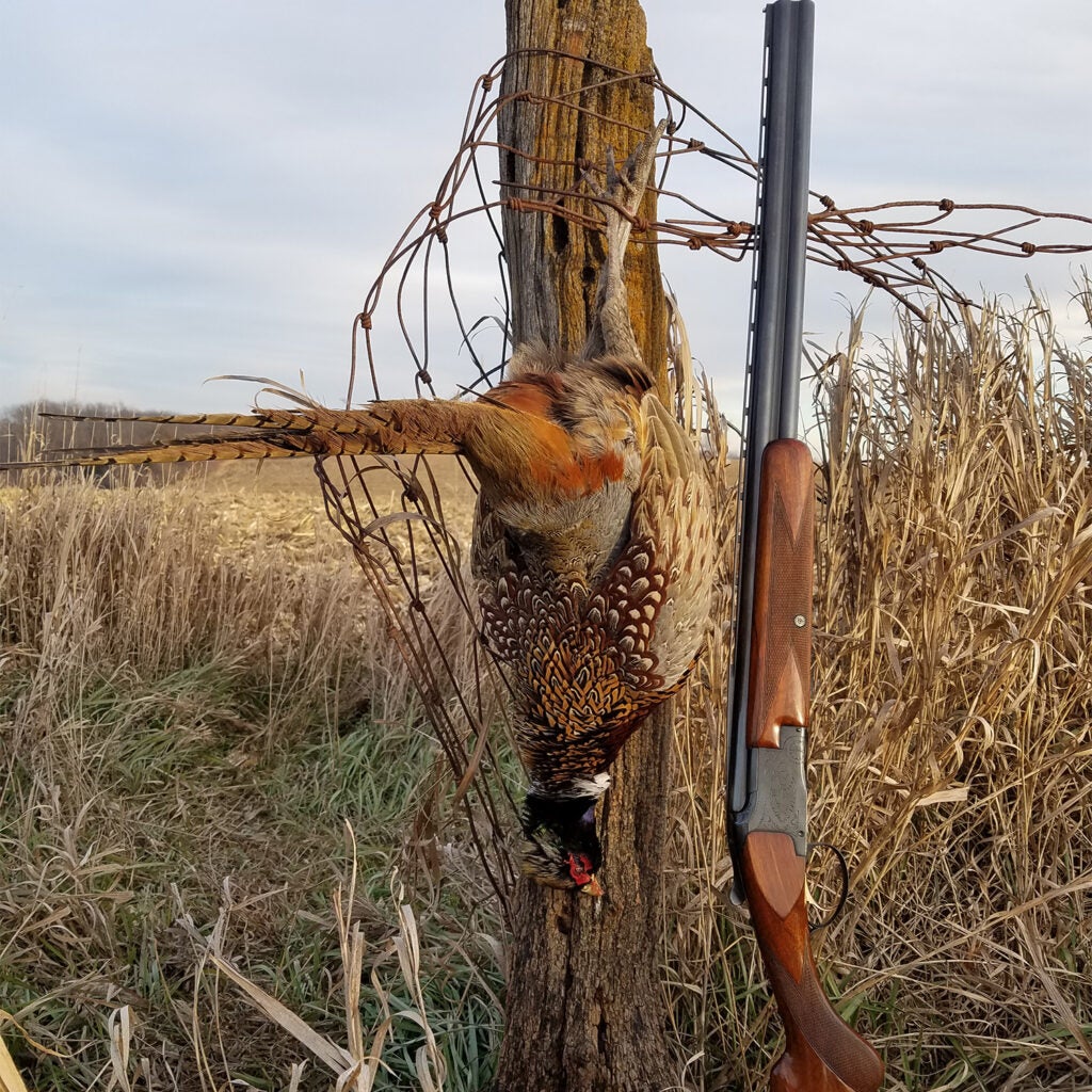 A Browning shotgun leaning against a fence post with a Rooster tied to the post.