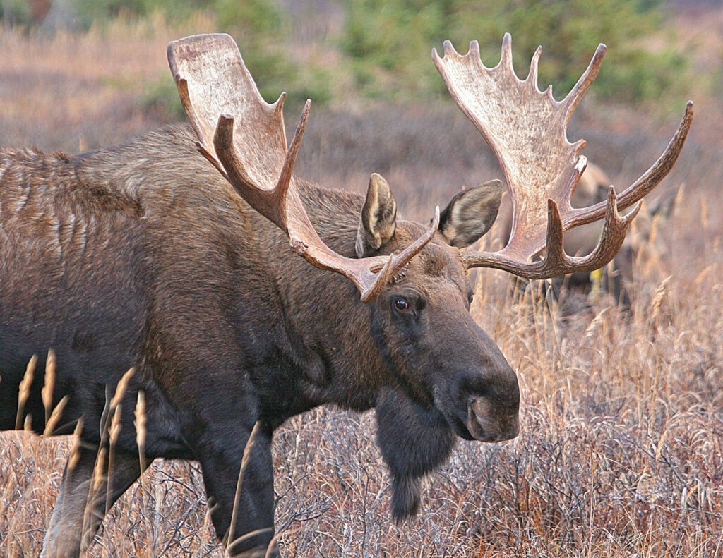 A bull moose stands in a field of tall brown grass.