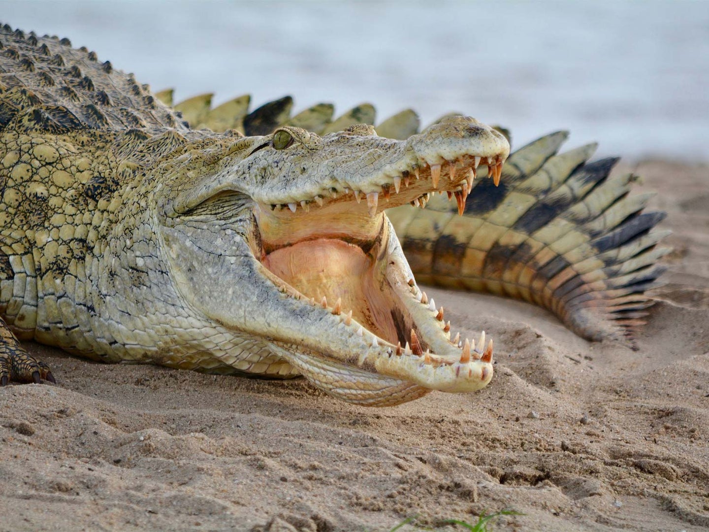 A large crocodile with its mouth open on a sandbar.