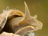 Close up of a freshwater snail.