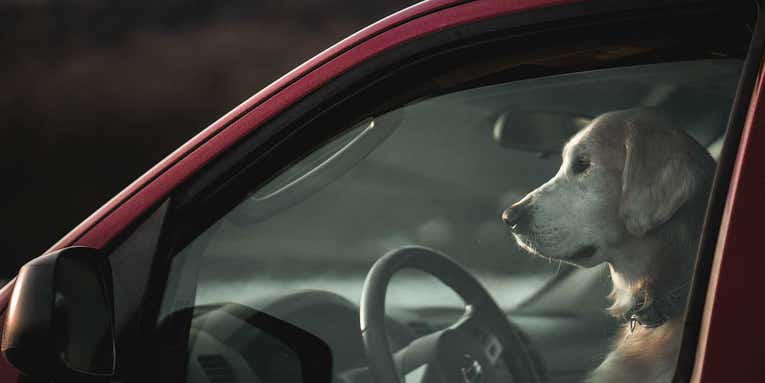 Three Things to Consider Before Buying a Dog Seat Cover