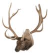 An elk trophy mount on a white background.
