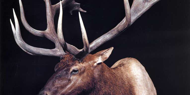 The 10 Biggest World Record Elk of All Time