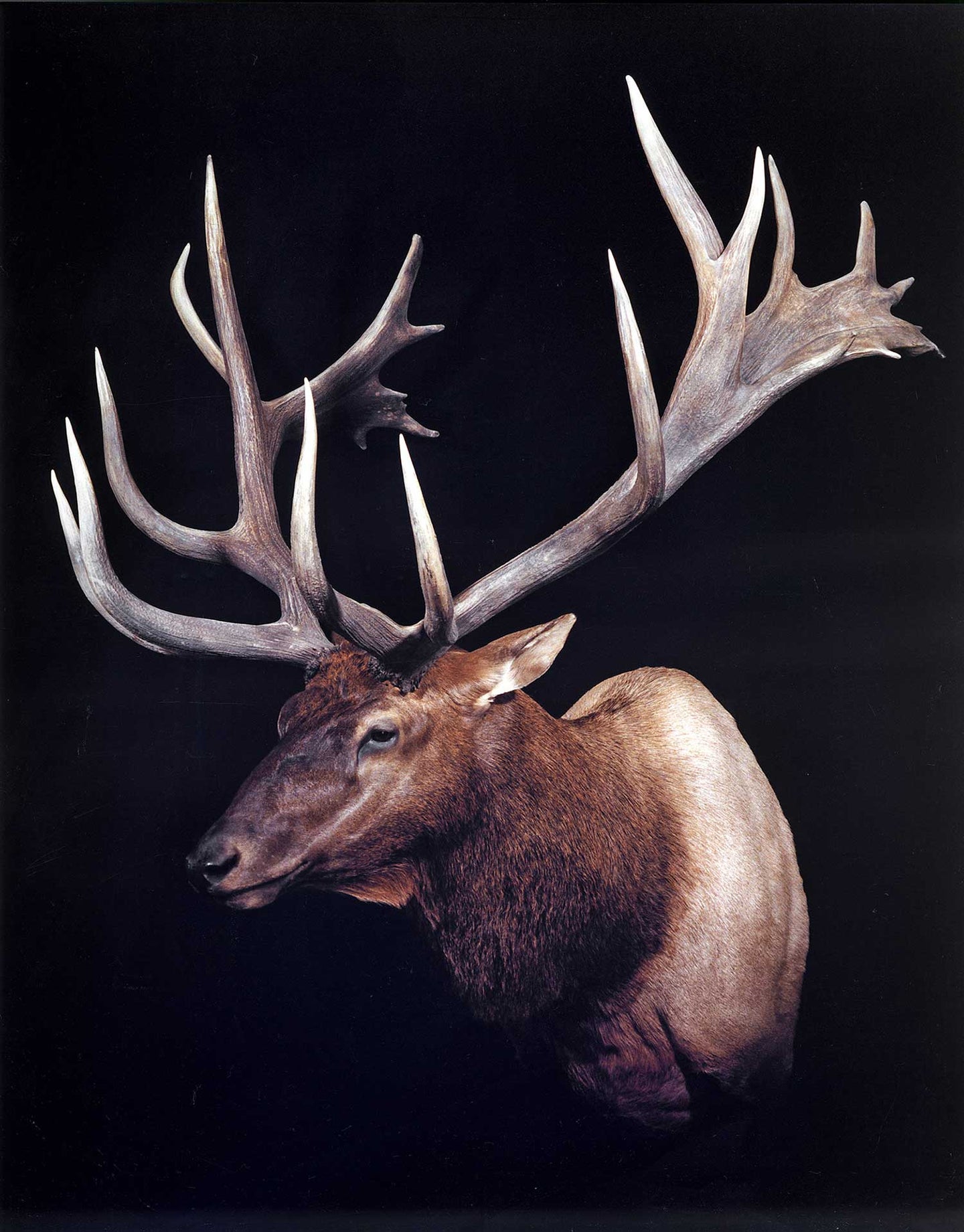 An elk trophy mount on a black background.
