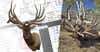Side-by-side image of an elk antler mount and a hunter.