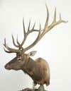A trophy elk mount on a white background.