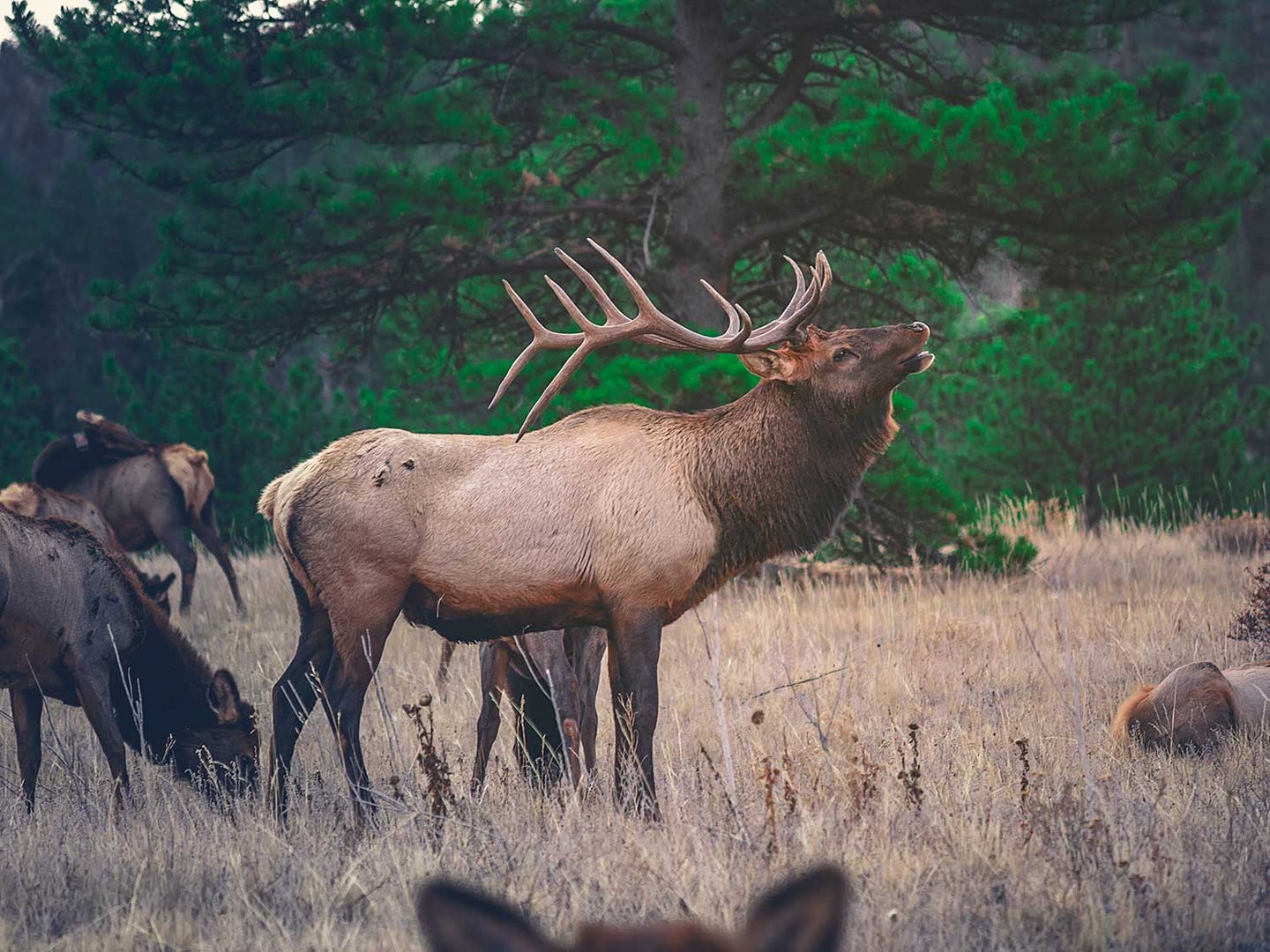 Bull elk with cows.