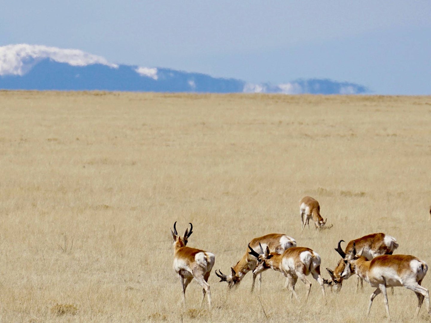 A herd of antelopes in a large open plain.
