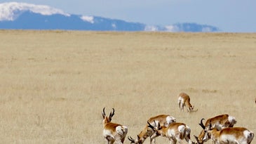 How to Choose the Right Rifle Hunting Setup for Pronghorn Antelope