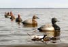 line of canvasback duck decoys in the water.