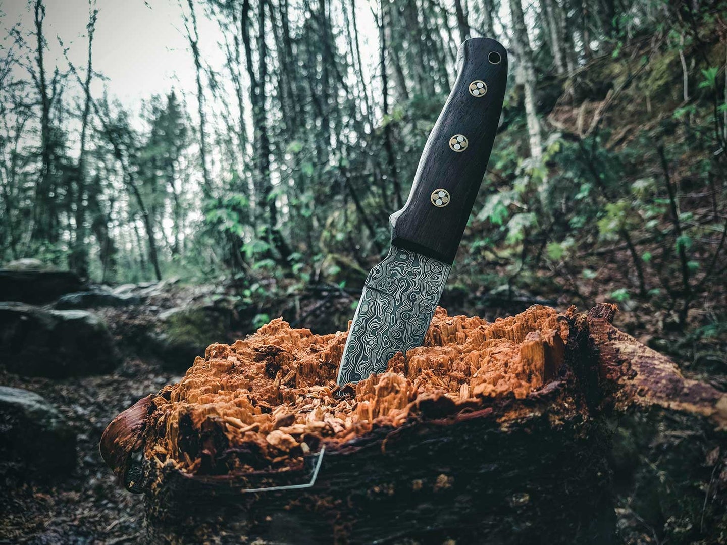 Sharpened knife in tree stump in woods.