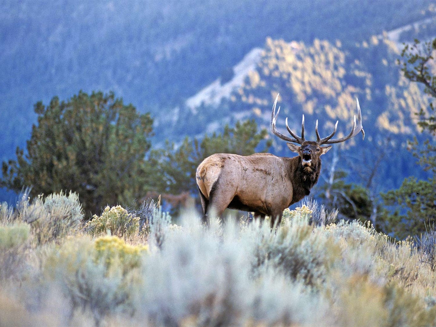 A large elk stands in a large open field with a mountain range in the distance.