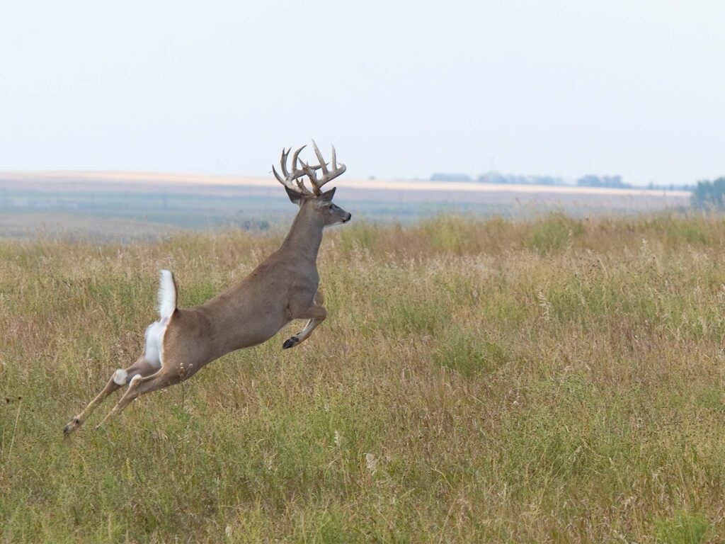  un buck Whitetail fuge într-un câmp larg deschis.