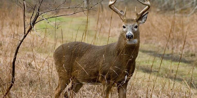 How and Where to Kill a Whitetail Deer on Public Land