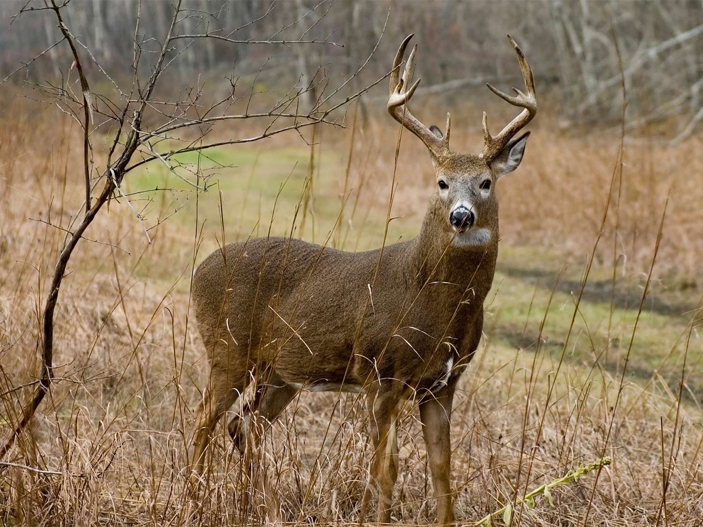 One whitetail buck stands near tire tracks in the woods.