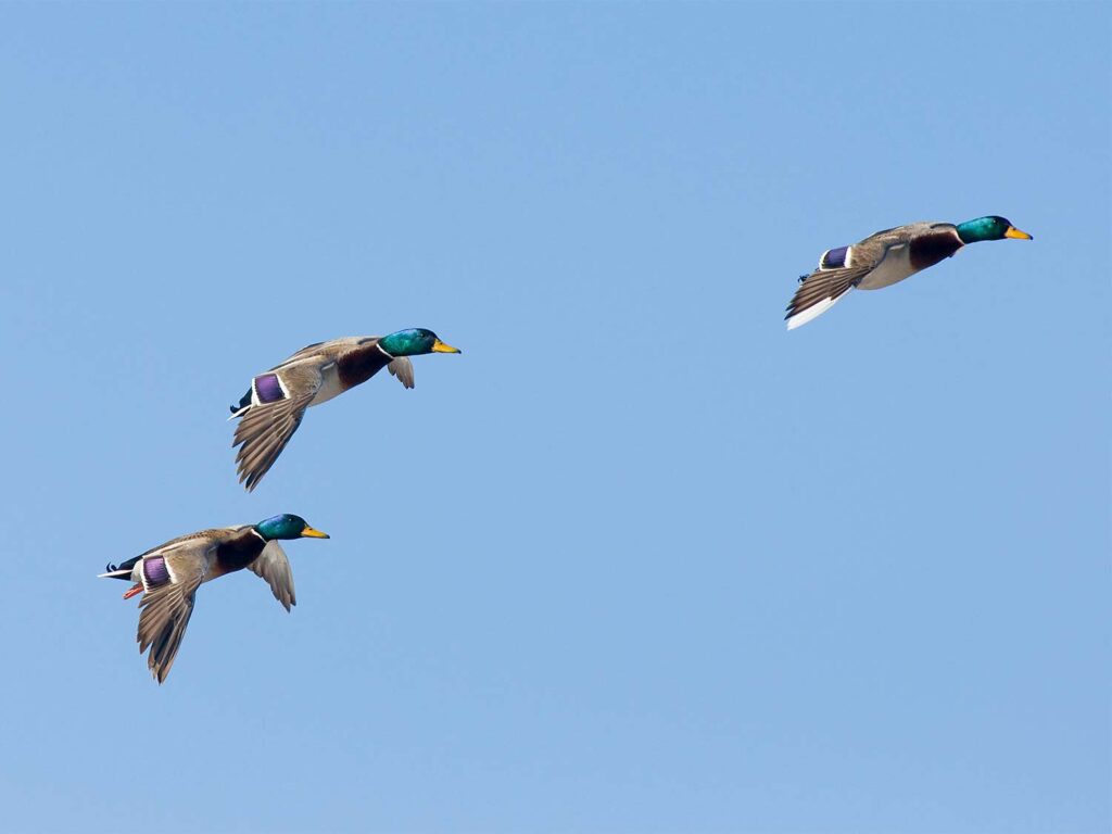 Three green-head mallards flying in a blue sky.