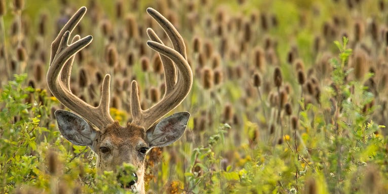 How to Hunt Deer in Hot Weather