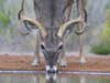 A whitetail buck drinking water from a small stream.