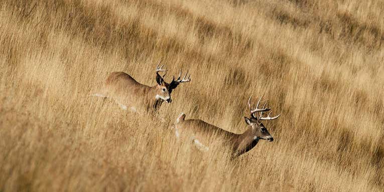 How to Plan Your Entire Deer Season Now