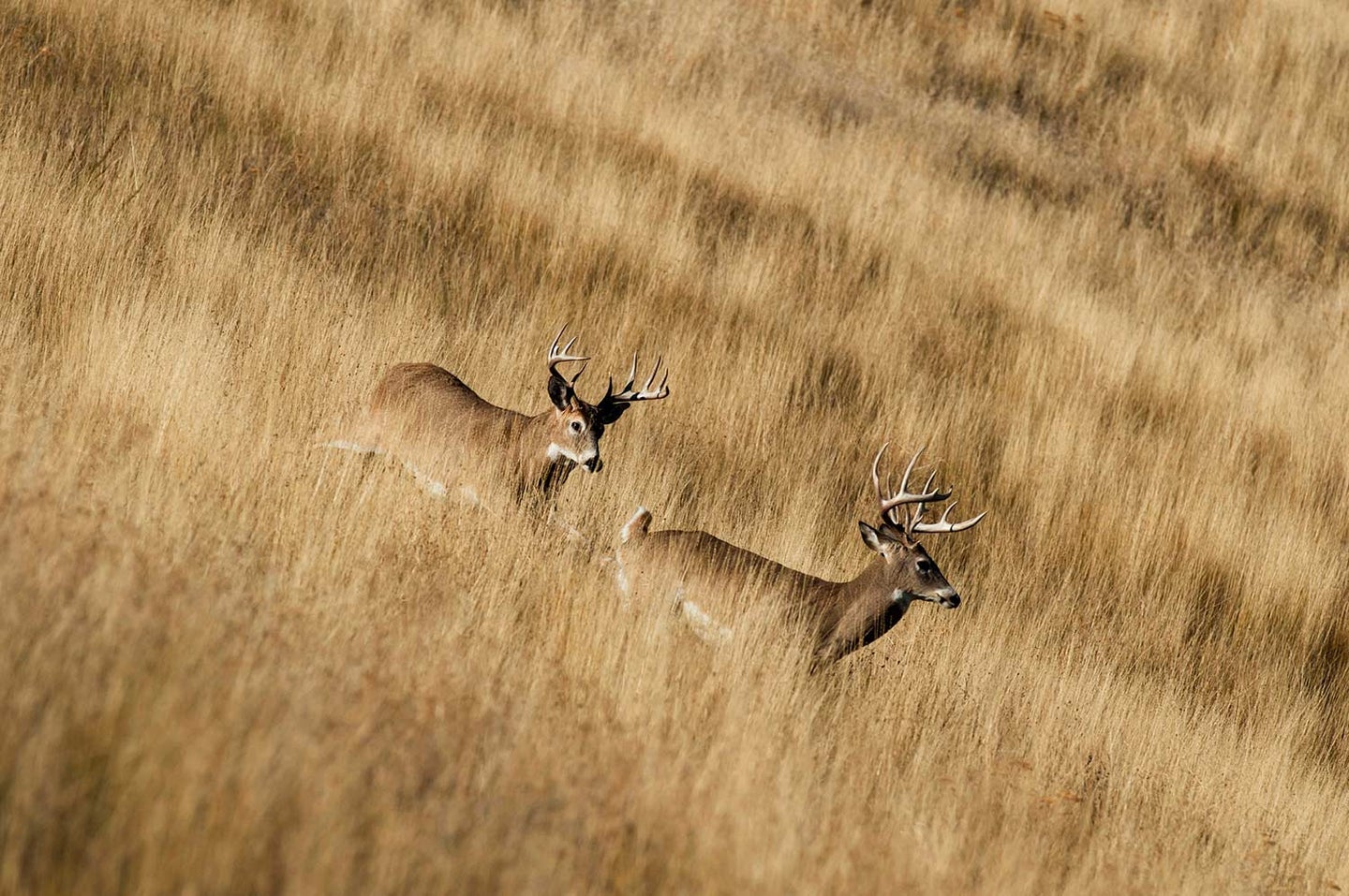 Two whitetail bucks running on a hillside.