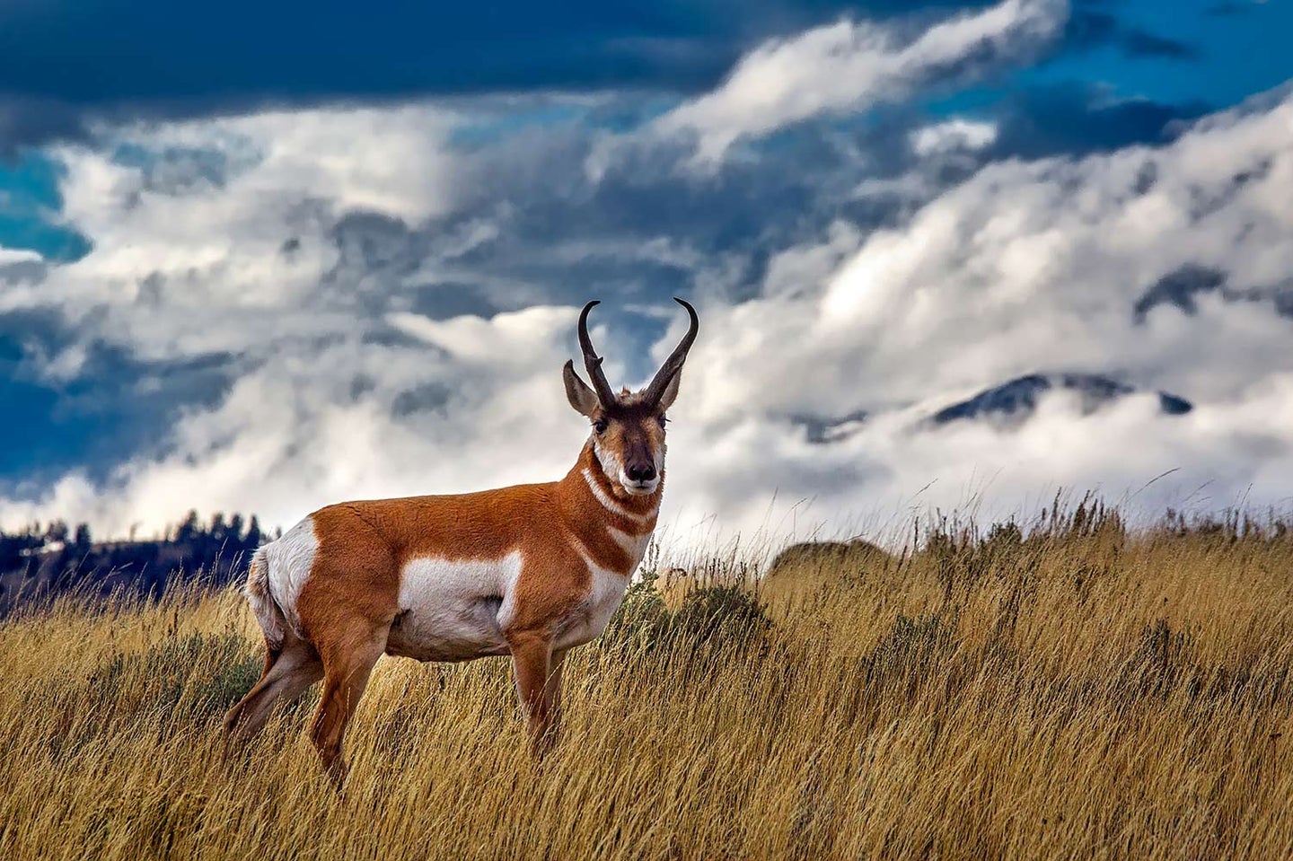 A pronghorn antelope standing in a field with tall grass.