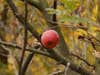 A single apple hanging from the branch of a tree.