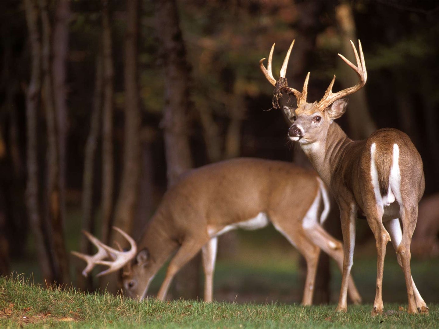 Two whitetail bucks feeding in a grassy area by a forest tree line.