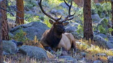 How to Ambush a Bull Elk in His Bed