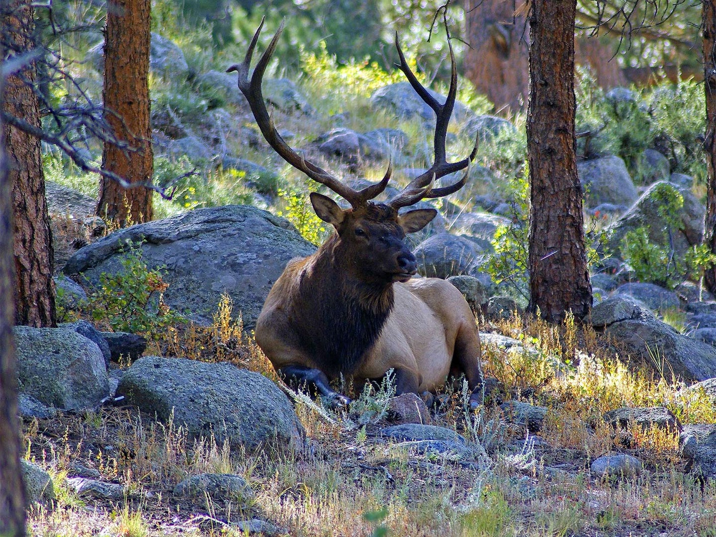 A large bull  elk laying in  a clearing in the woods.